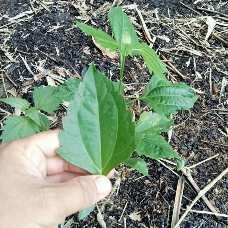 

Daun Kirinyuh Segar 10 Lembar Daun Babanjaran Daun Merdeka