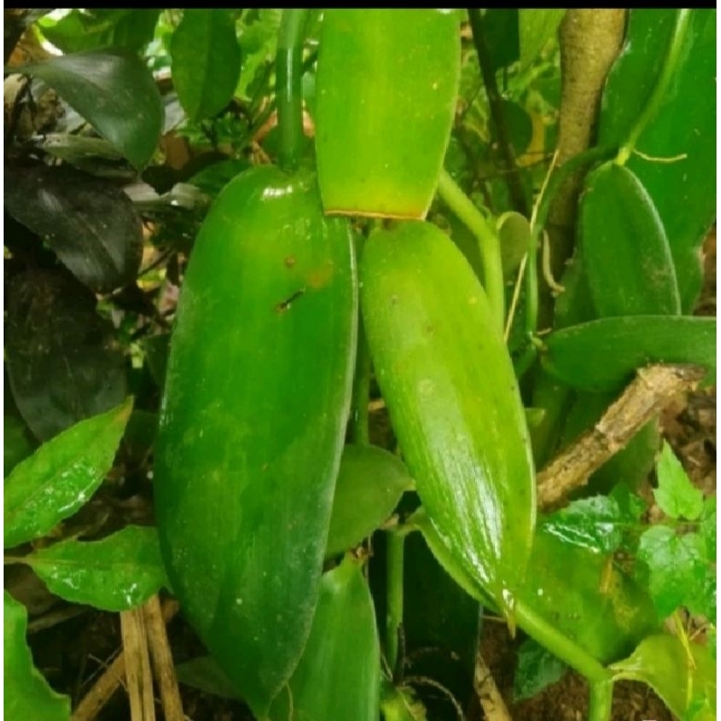 Bibit stek vanili siap tanam