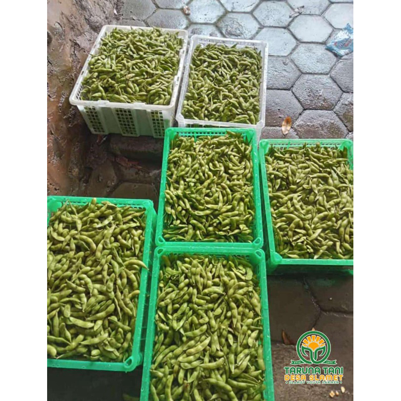 

EDAMAME (KACANG JEPANG) MENTAH FRESH 1KG - langsung di ambil dari petani