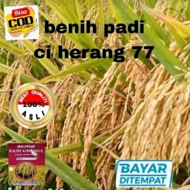 1 kg benih padi Ciherang 77 super bibit unggul