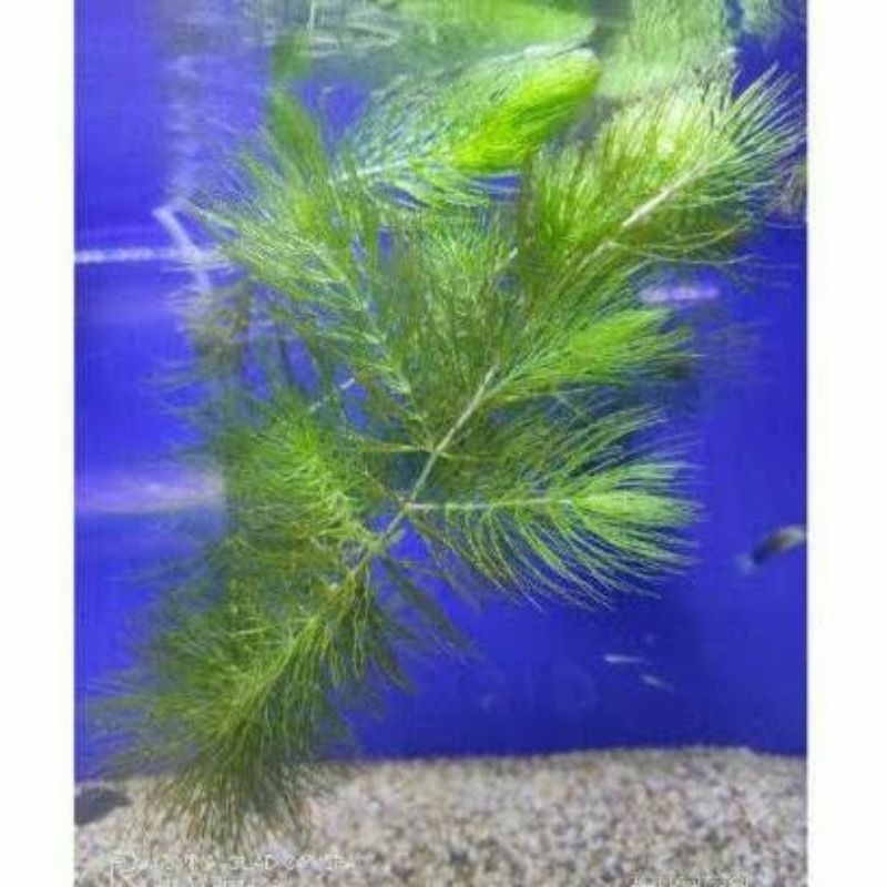 tanaman air ekor tupai