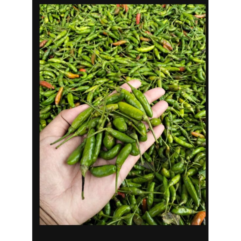 

cabe hijau