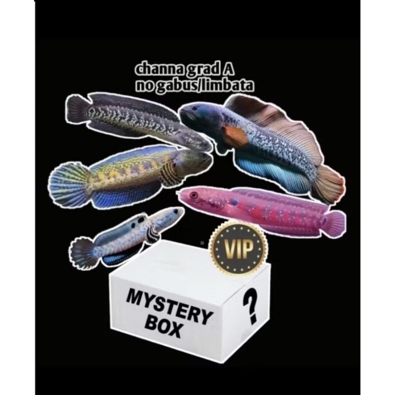 MISTERY BOX DORPRES SULTAN ISI  2 ikan