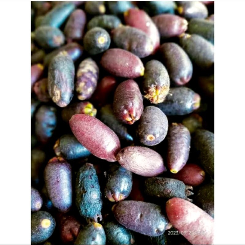 

Biji cengkeh polong zanzibar (siap semai) kemasan 1/2 kilo