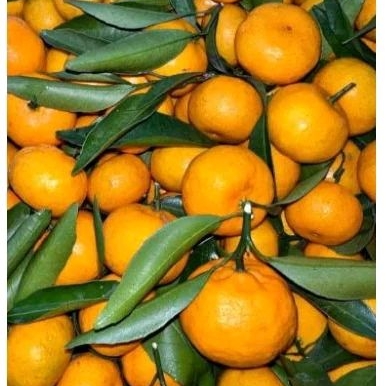 

jeruk Santang 1 kg
