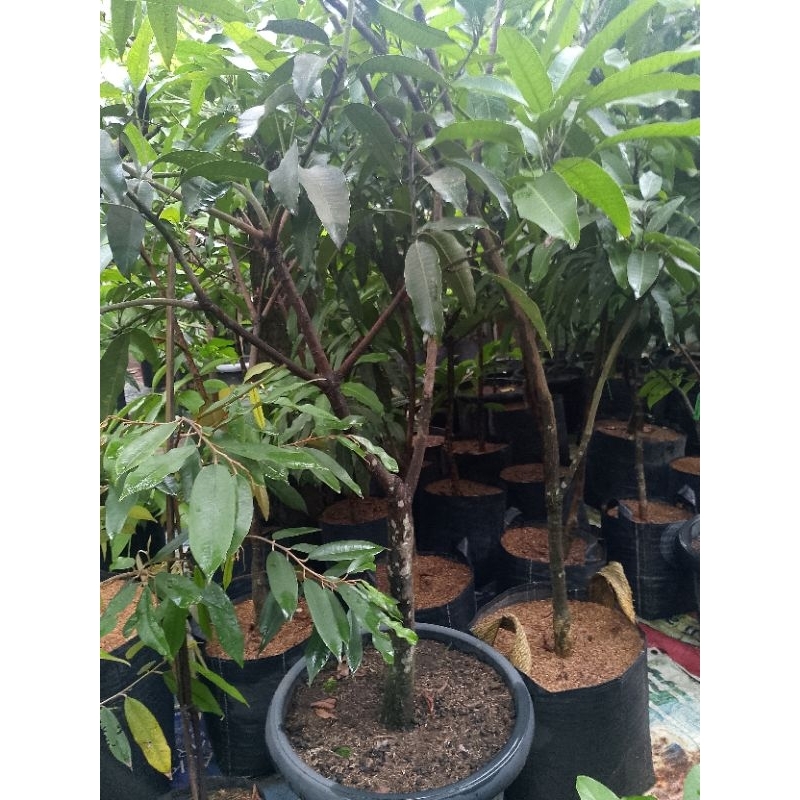 

Pohon mangga Harum Manis