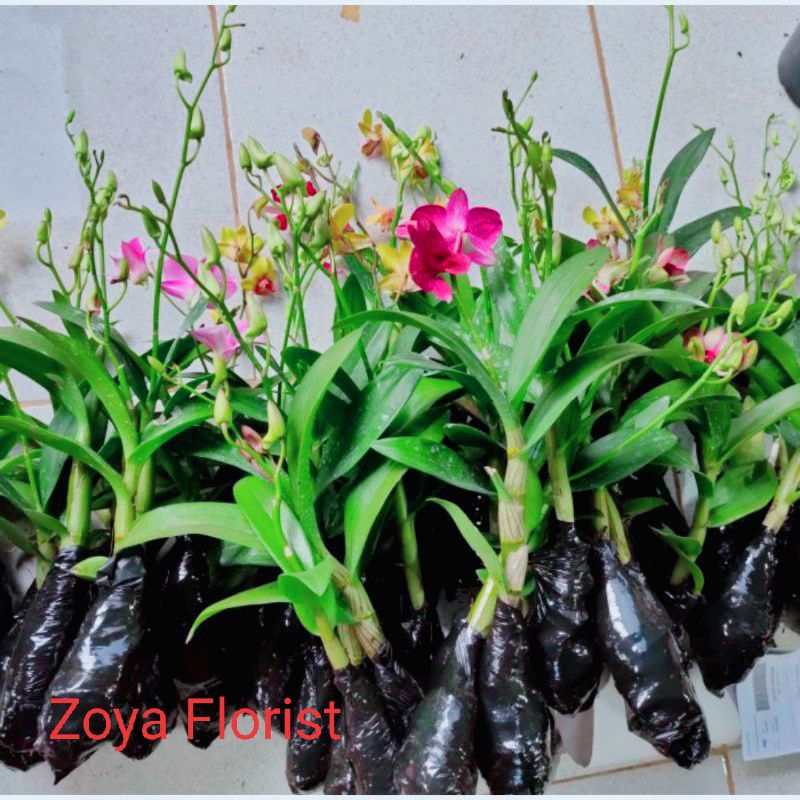 Anggrek Dendrobium Pasca Bunga