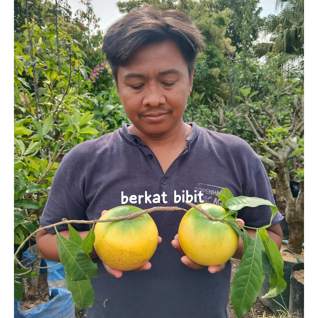 Bibit Abiu Jumbo Taiwan Siap Berbuah