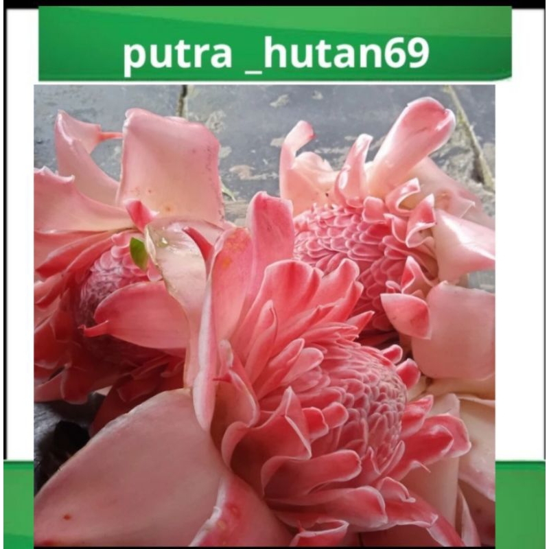 

BUNGA KECOMBRANG MEKAR 1KG