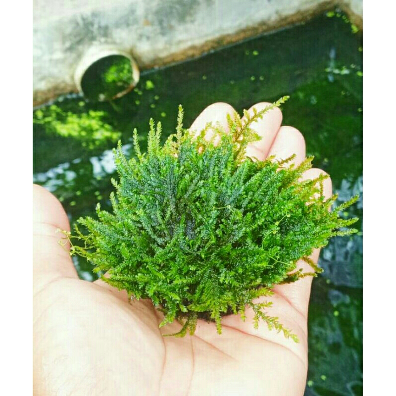 Tanaman aquascape java moss  media wabikusa low co2