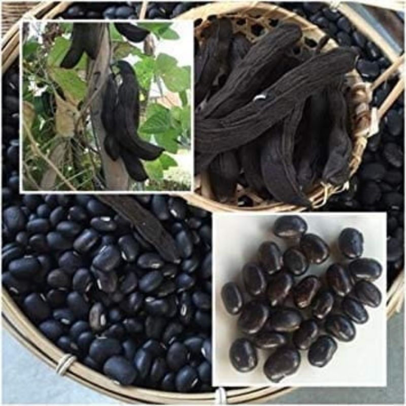 20 BUTIR BIJI/BENIH KACANG BLACK MUCUNA/KORO BENGUK HITAM