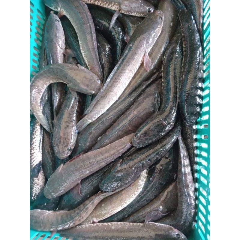 IKAN GABUS / IKAN KUTUK HIDUP SEGAR (READY SETIAP HARI) Surabaya Only