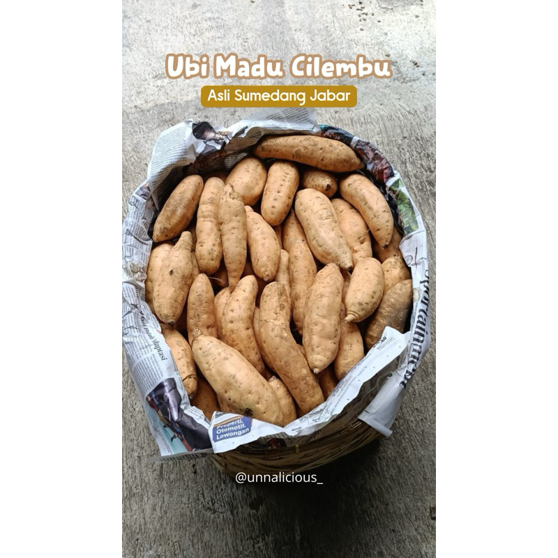 

Ubi Madu Cilembu ( Asli Jabar ) /kg