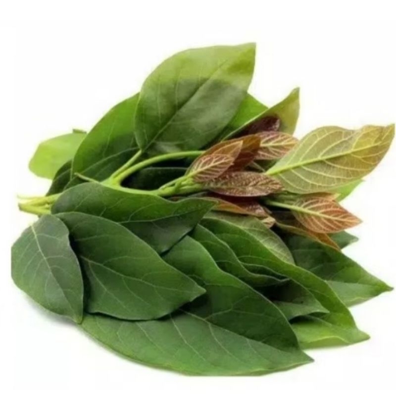 

Daun Alpukat fresh 100 gram