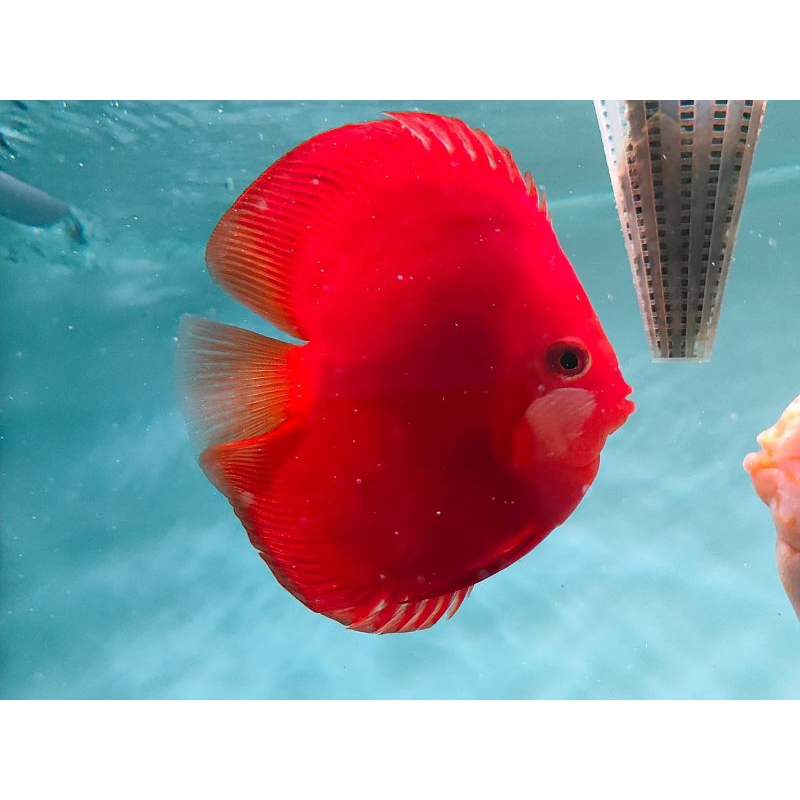 ikan discus HB FULL RED 4,2"