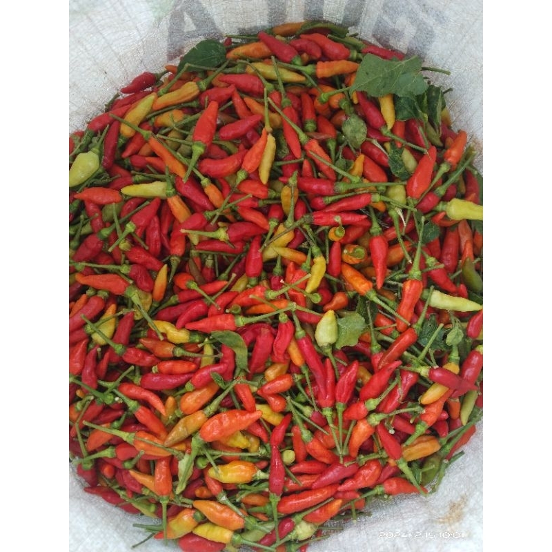 

cabe rawit cabe segar 1kg