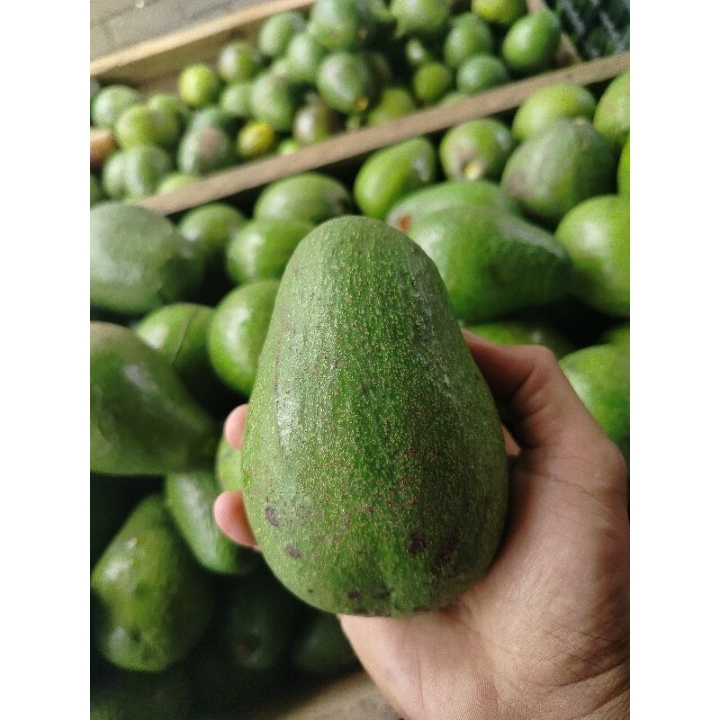 

apukat mentega punel isi 5/6