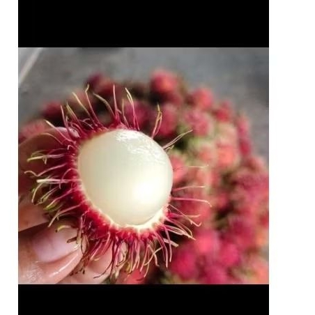 

rambutan binjai manis ngelotok 1kg