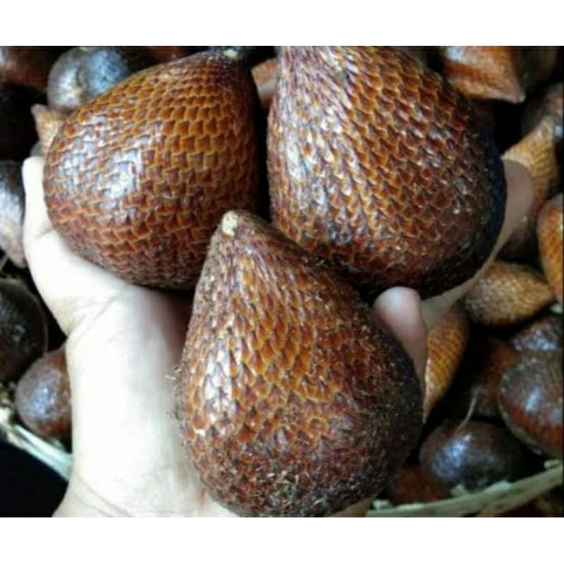 

salak pondok manis 1kg
