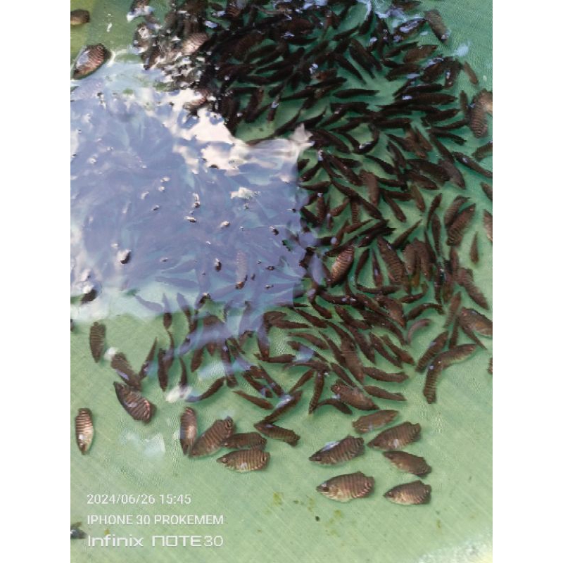 bibit gurame soang ngeramo isi 50 ekor