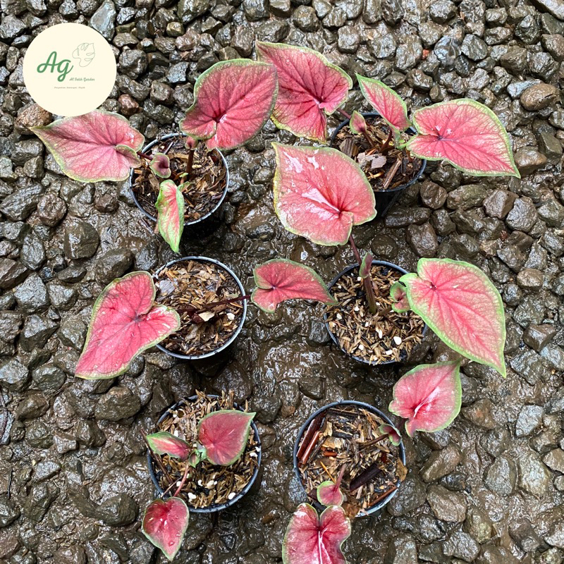 caladium red jaguar