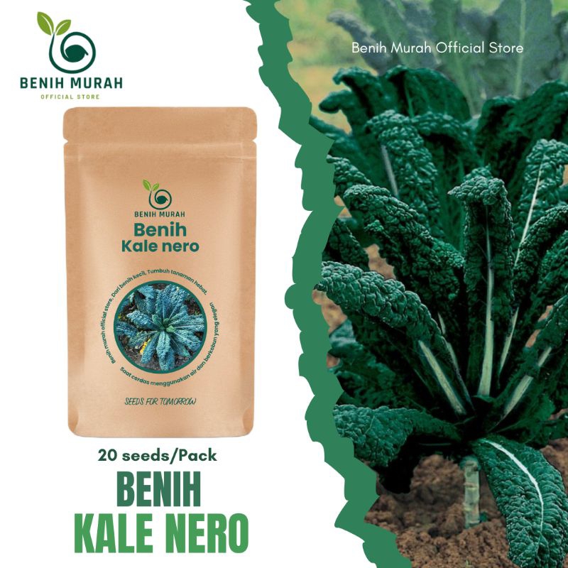 Benih Sayur Kale Nero / Bibit Kale Nero Kale Dinosaurus, Benih Kale Lacina