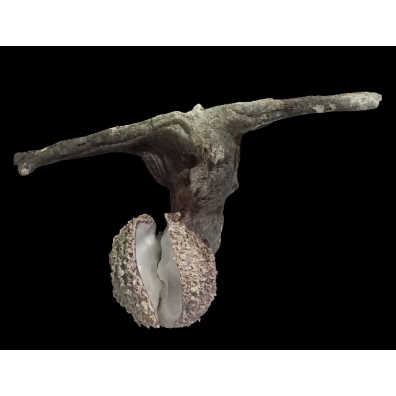 cangkang kerang Malleus Malleus with Spondylus