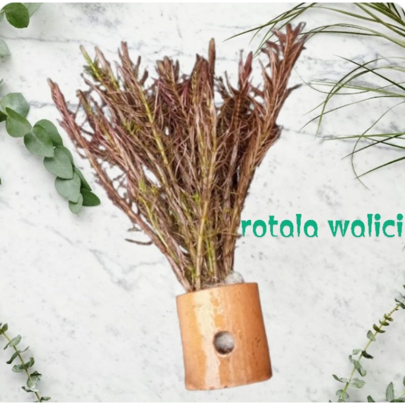 Rotala walici tanaman Aquascpe hiasan akurium