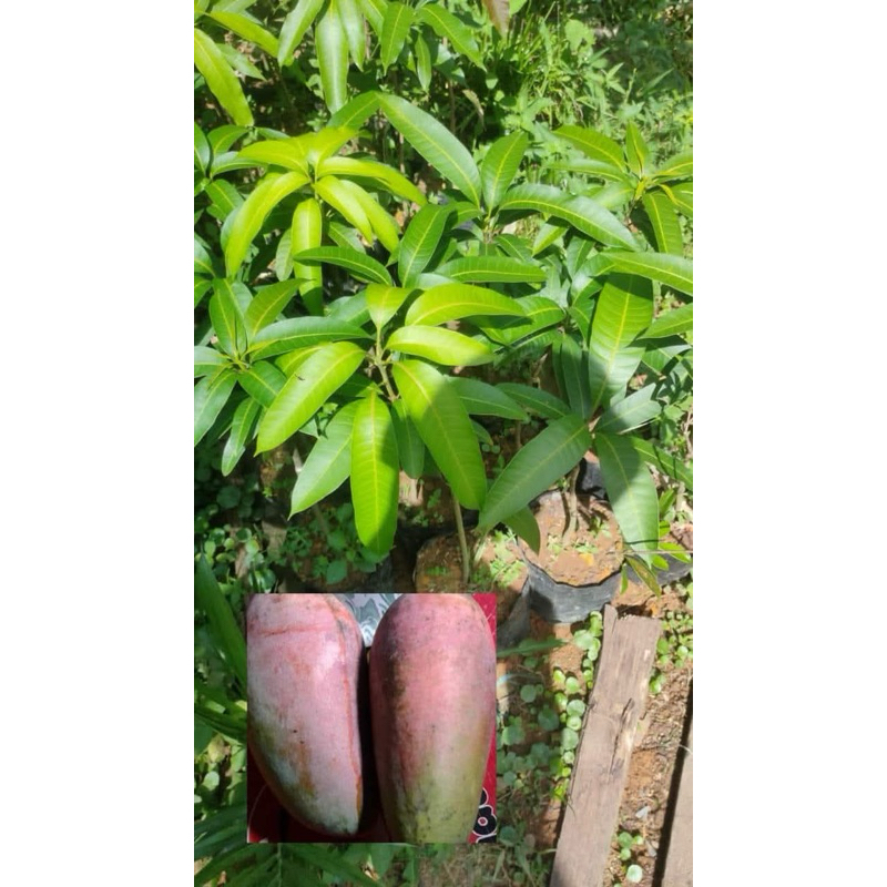 bibit mangga golden king