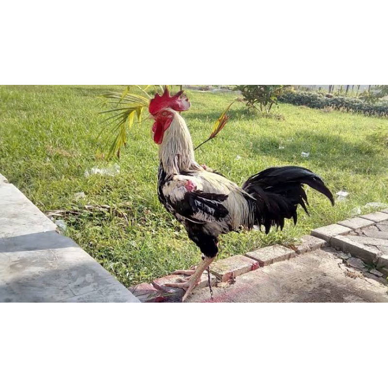 

TELUR FERTIL AYAM GAOK UNTUK DITETASKAN