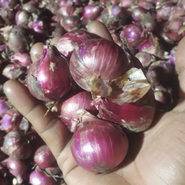 

bawang merah super besar 1kg tahan lama