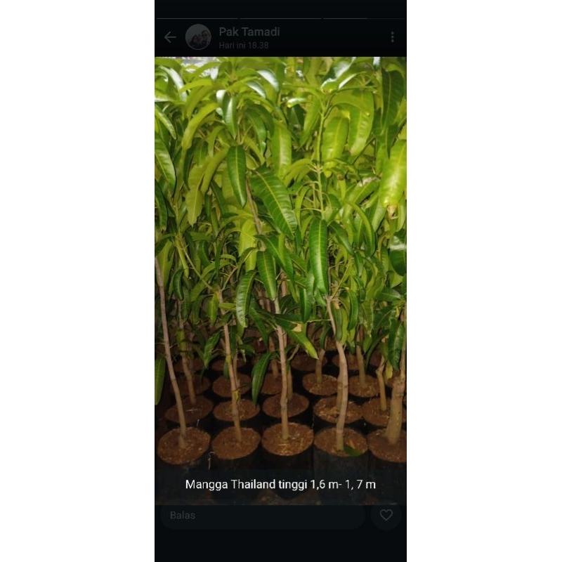 Bibit Mangga Kiojay Thailand