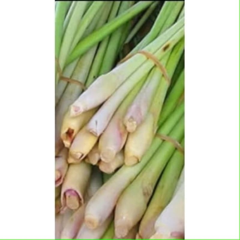 

SEREH SEGAR || SEREH BUMBU DAPUR || SEREH FRESH 1KG