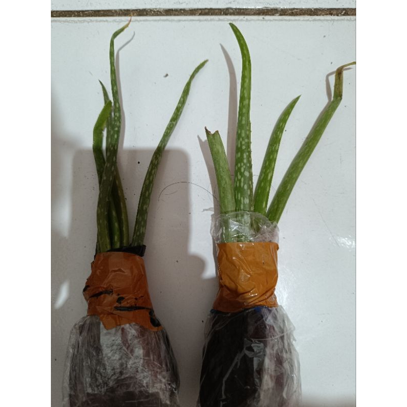 

bibit tanaman lidah buaya