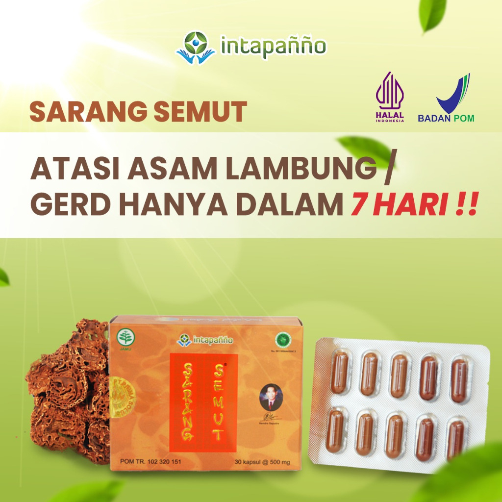 INTAPANNO Sarang Semut Obat Herbal Asam Lambung Wasir Prostat 30 Kapsul Jamu Tradisional Halal BPOM