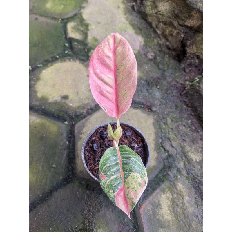 Tanaman Hias Aglonema Little Lemon Real Pict