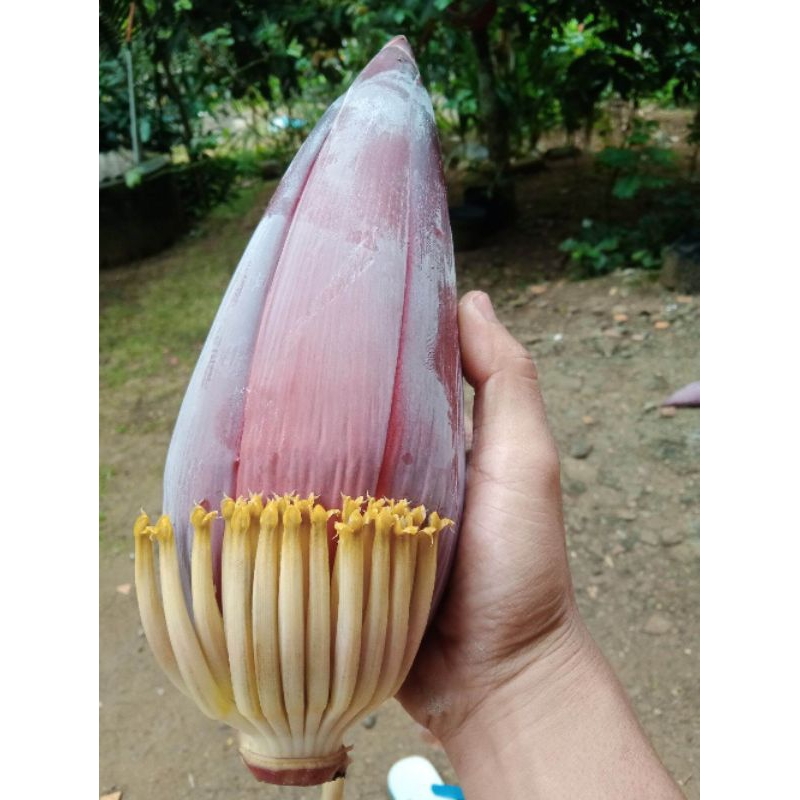 

Jantung Pisang Kepok