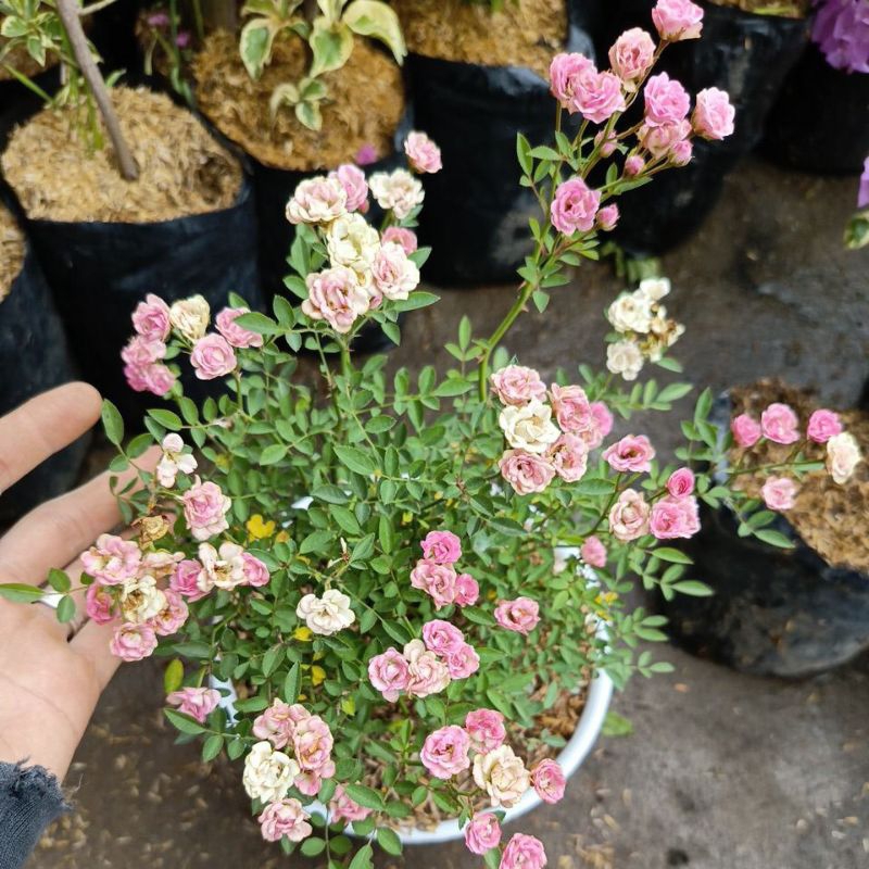 bibit bunga baby rose/mawar rambat