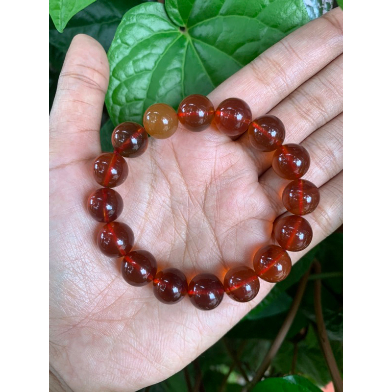 Redtea taxol burma