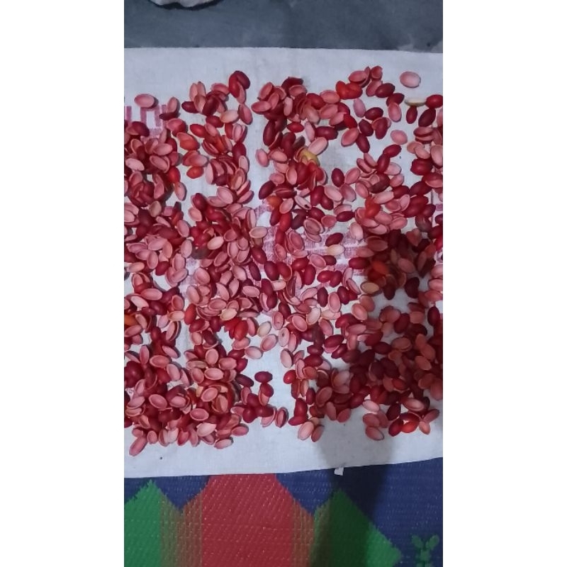 

Kulit Melinjo Mentah | 250gram-500gram-1000gram