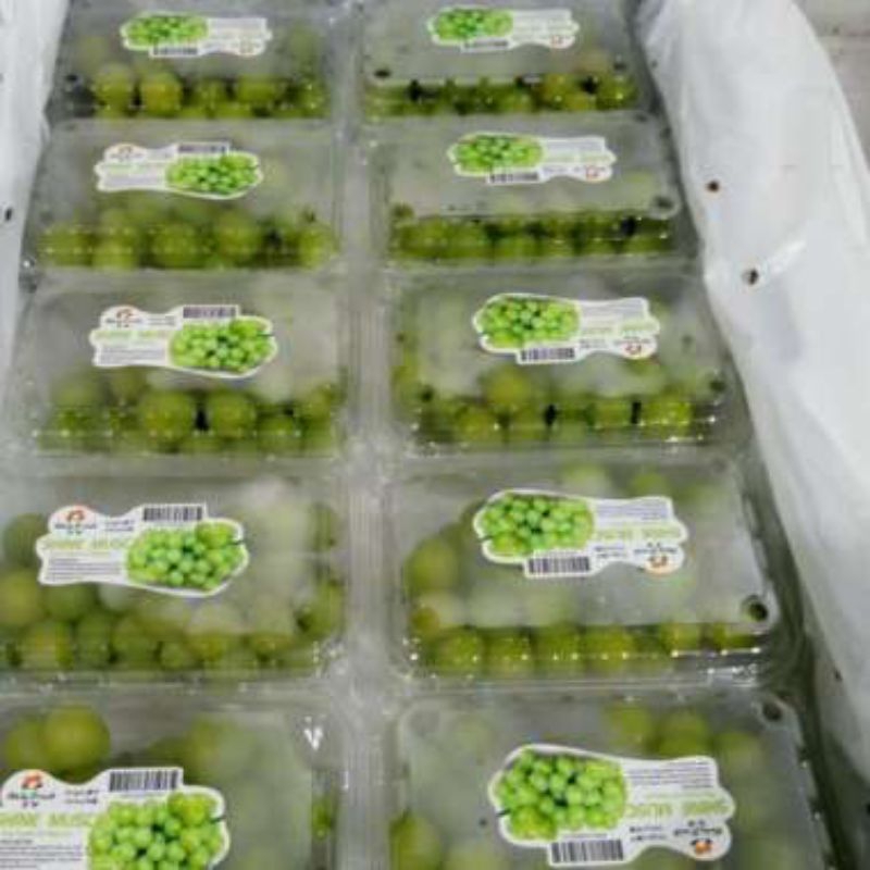 

BUAH ANGGUR HIJAU MUSCAT FRESH ( 500gr )