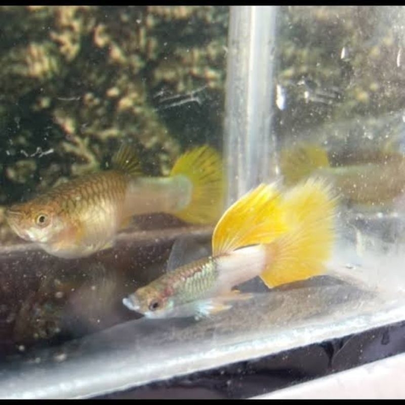 

G,L gambar guppy yellow pinggu