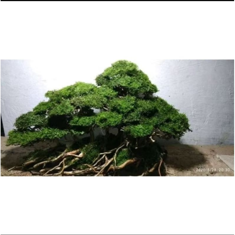 bonsai aquascape uk 25cm siap pakai berkualitas