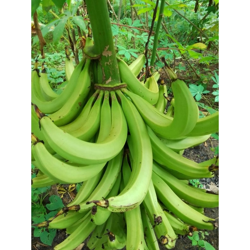 

pisang cau lampeneng organik/kg/chat sebelum order untuk kejelasan/Nur'falisha oll shopp