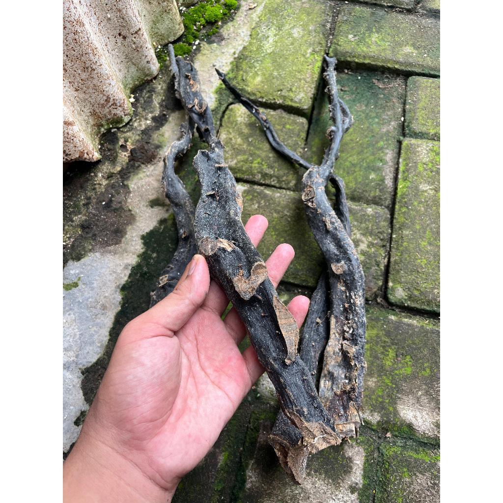 Bahan Akar Bahar Merah  BodI Hitam Untuk Kerajinan Size Jumbo