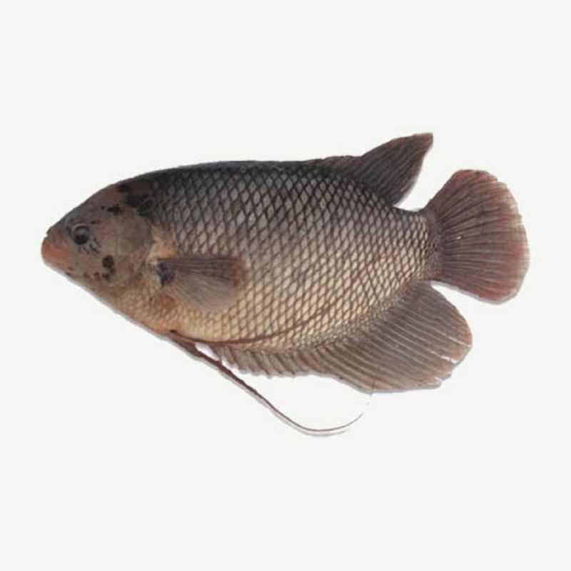 

Ikan Gurame Segar