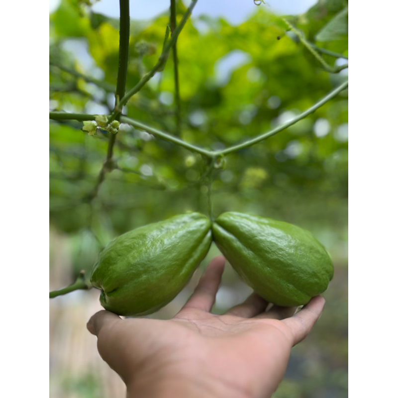 

labu siam/jipangpetik langung dari petani (1kg)