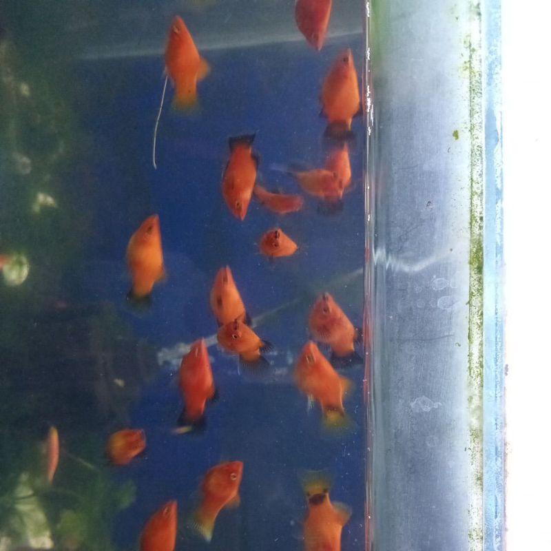 

plati corral indukan