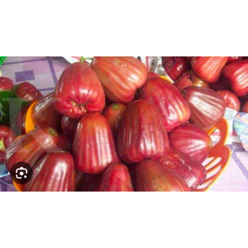 

Jambu Air Manis 1 Kg Murah Rujak Baru Petik Fresh Segar