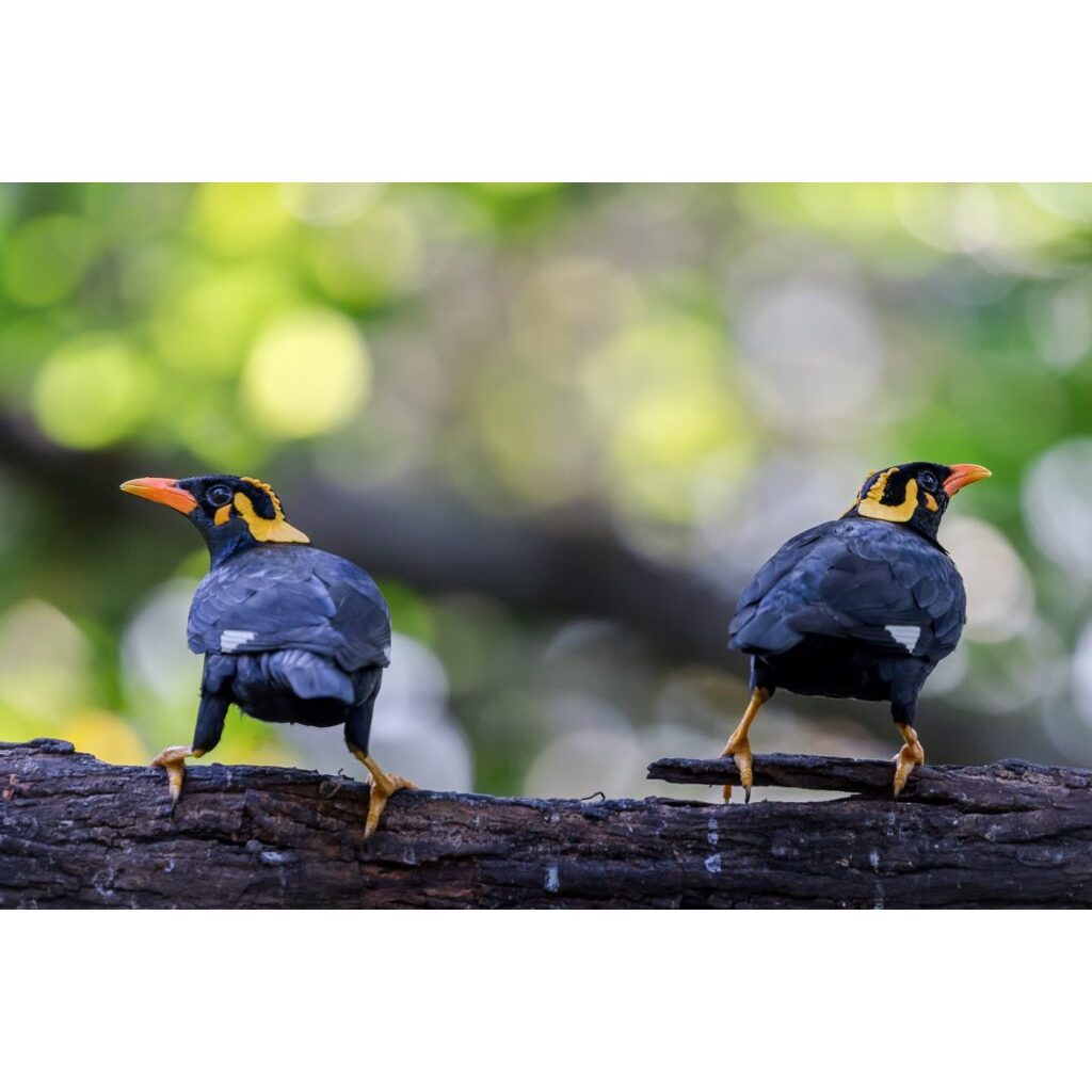 Livvicstore Kerodong Sangkar Kurungan Burung Kotak No 1 2 3